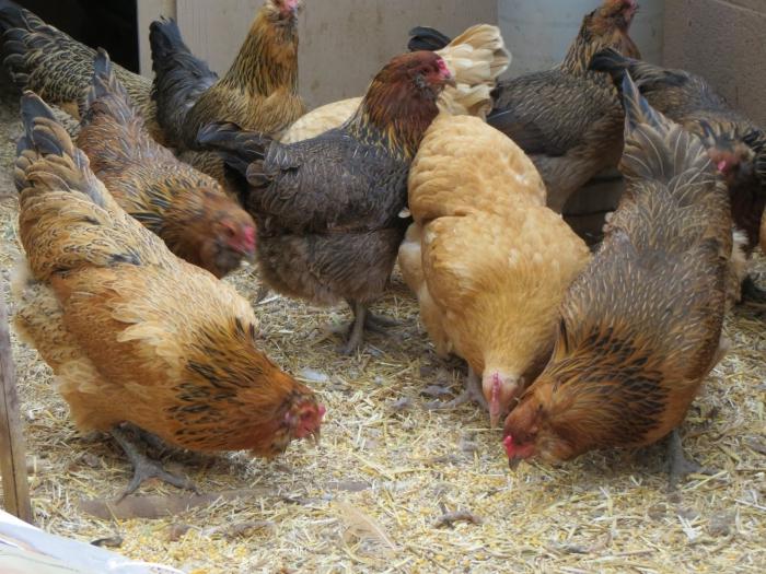 Шта храните кокошима које носе јаја?