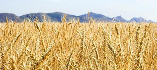 цена пшенице 