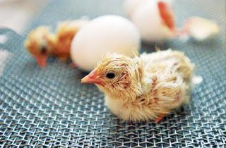 Инкубација пилећих јаја код куће: нијансе и карактеристике процеса