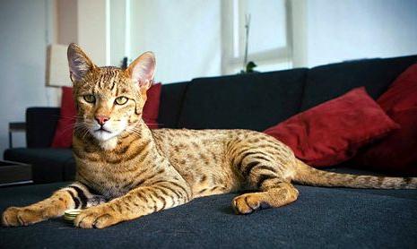 Асхер је највећа врста мачке