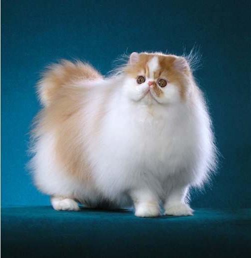 Персијска мачка
