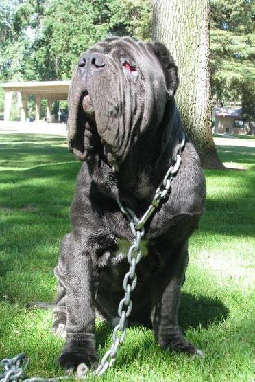 Мастиф Херкулес је највећи пас на свету