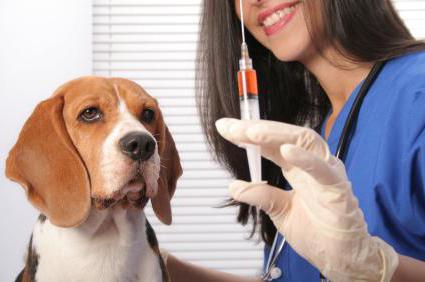 Спречавање смртоносних болести код паса: вакцина "Еурицан". Упутства за употребу, нежељени ефекти