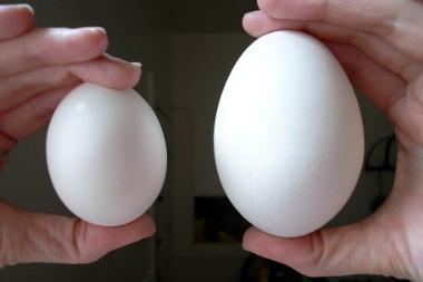 Колико пилеће јаје теже и како то одређује