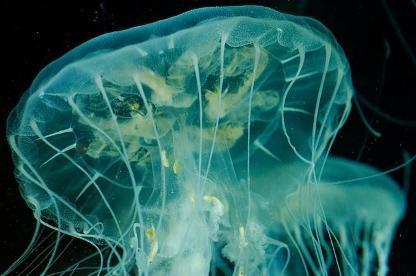 Бесмртна медуза Турритопсис медуза