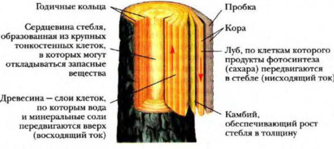 Годишњи прстенови су камбијум? Структура, функције